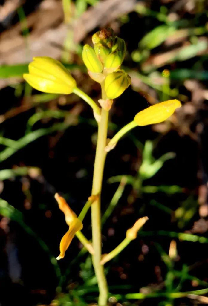 Bulbine