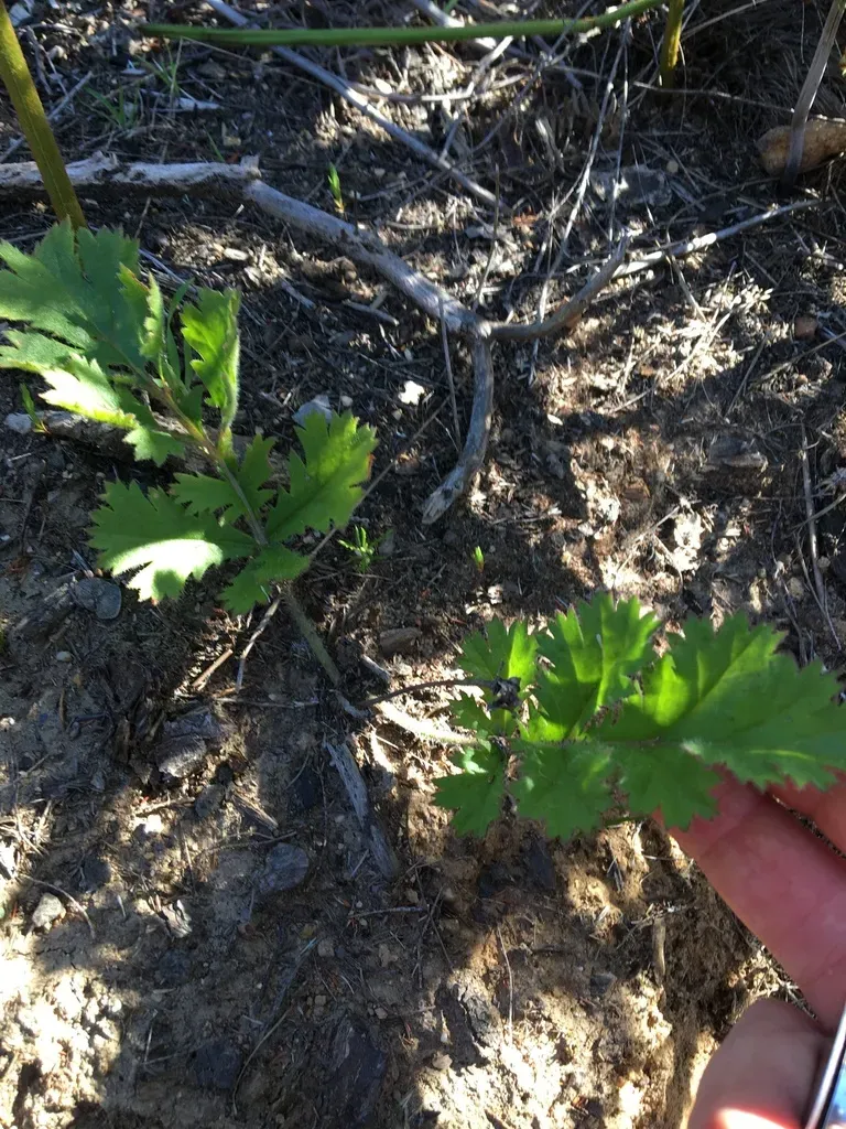 Pelargonium Radulifolium