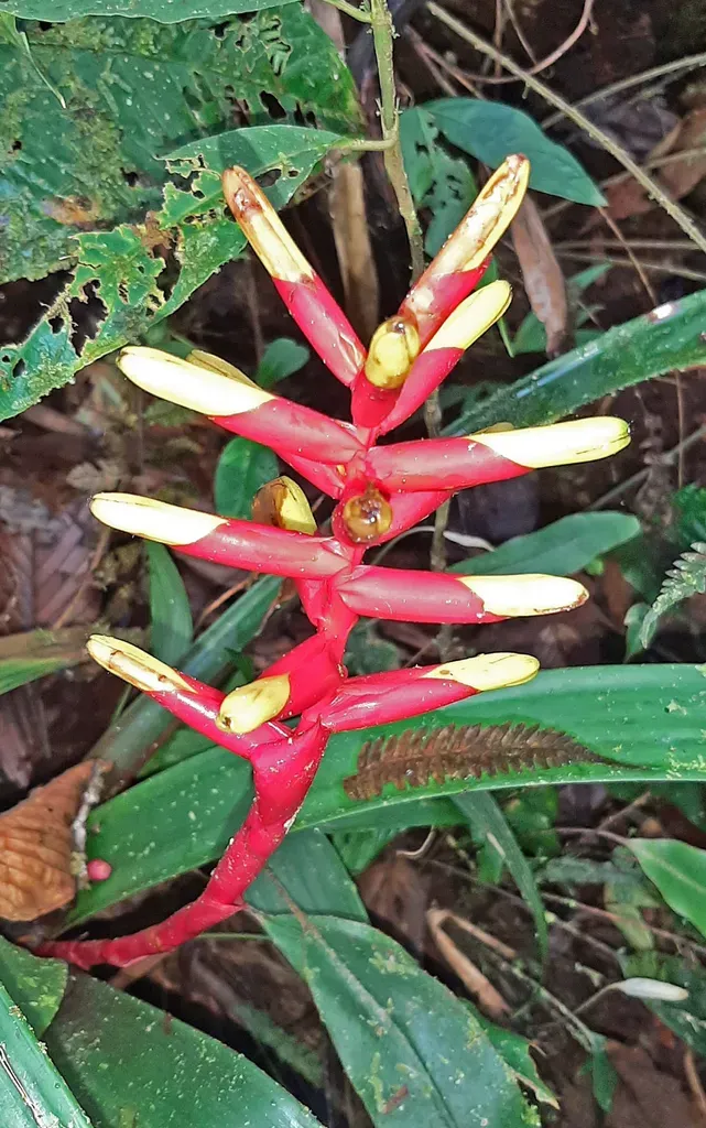 Guzmania Rosea