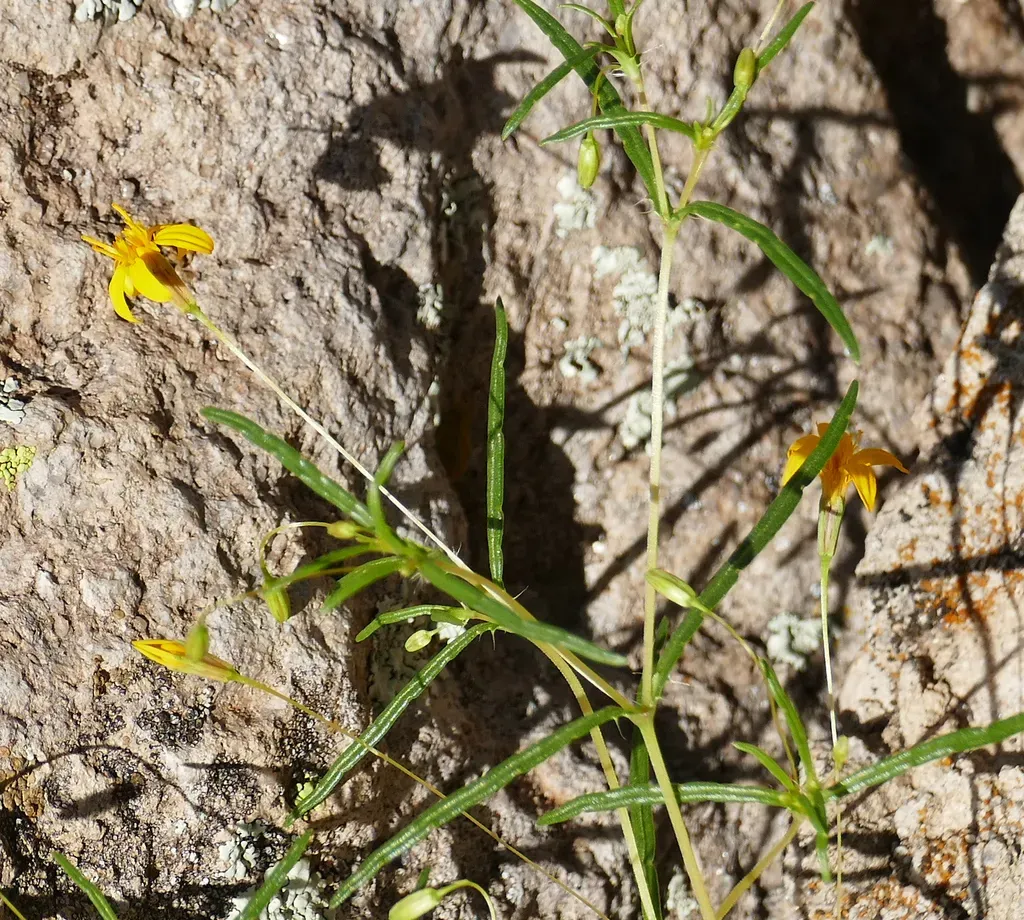 Fivebract Chinchweed