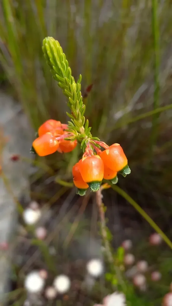 Chinese Lantern Heath
