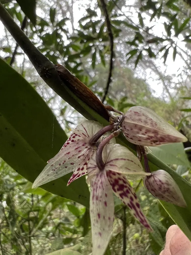 Pleurothallis Cotyligera