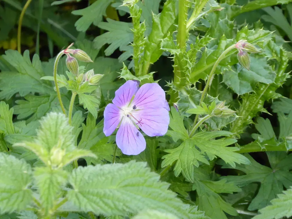 Himalayan Crane's-bill