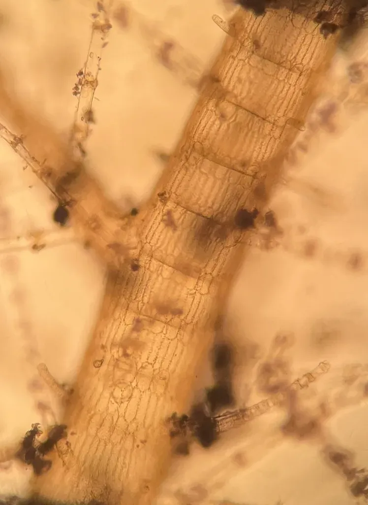 Spyridia Filamentosa