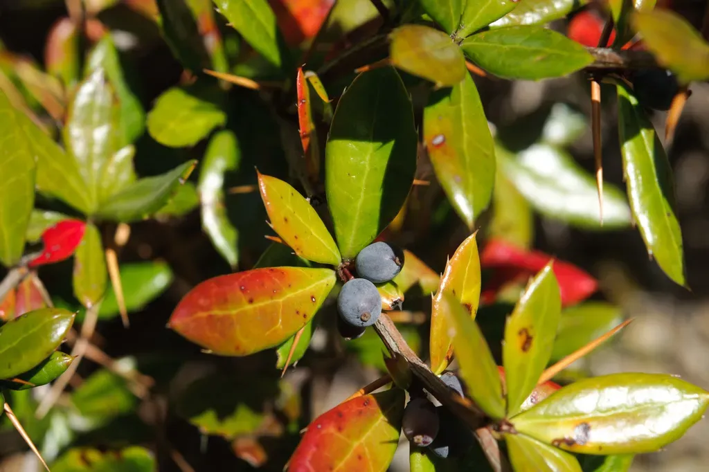 Berberis Nantoensis