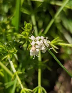 Common Woodruff
