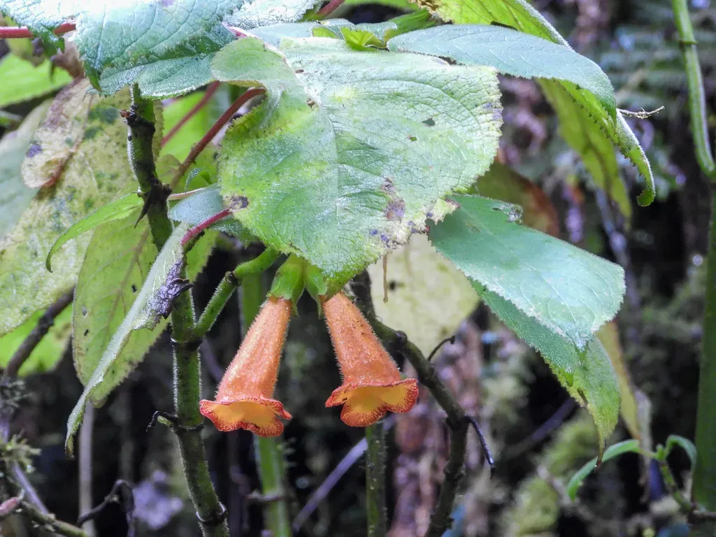 Solenophora Calycosa