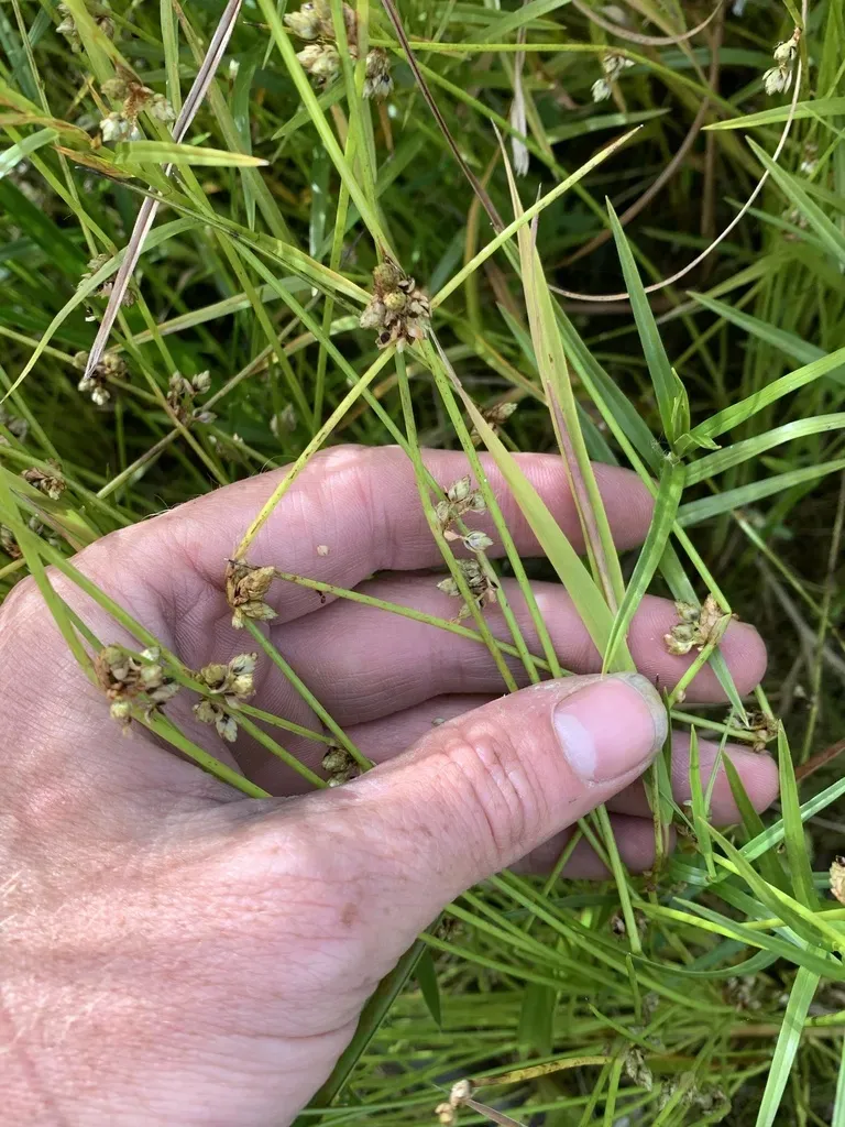 Smith's Bulrush
