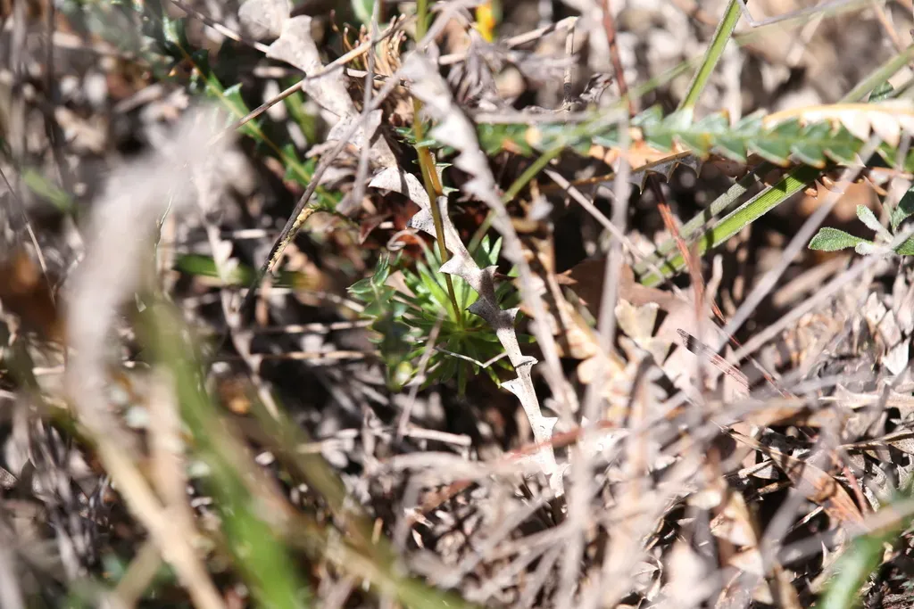 Stylidium Scariosum