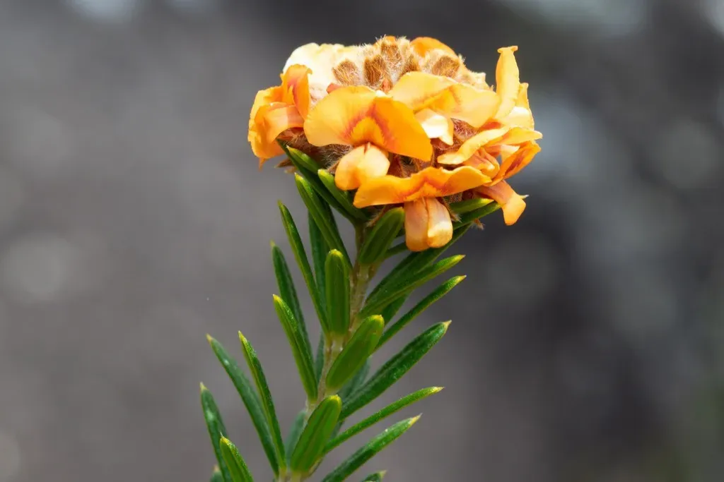 Mirbelia Confertiflora