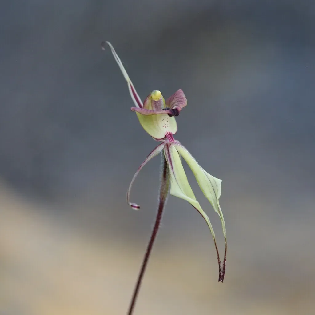 Purple-veined Spider Orchid