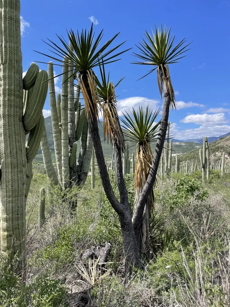 Thin-stemmed Oaxaca-puebla Yucca