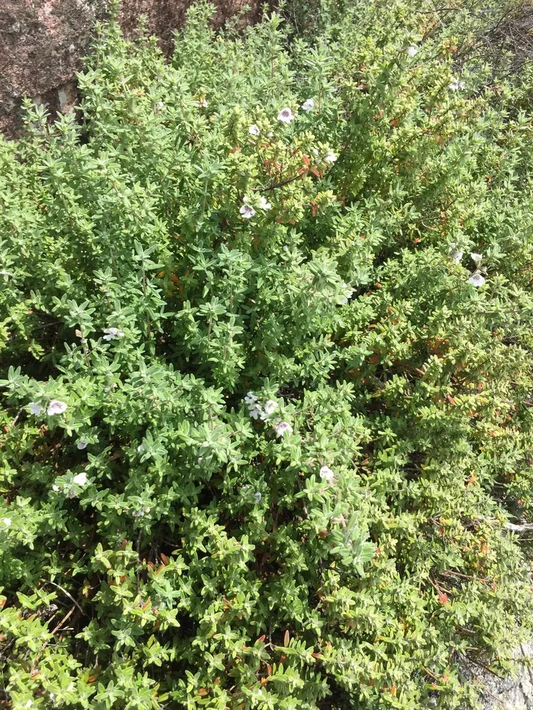 Prostanthera Volucris