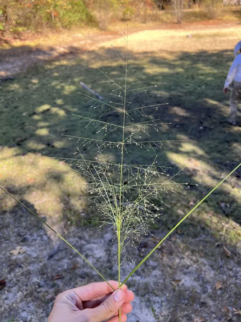 Sand Lovegrass