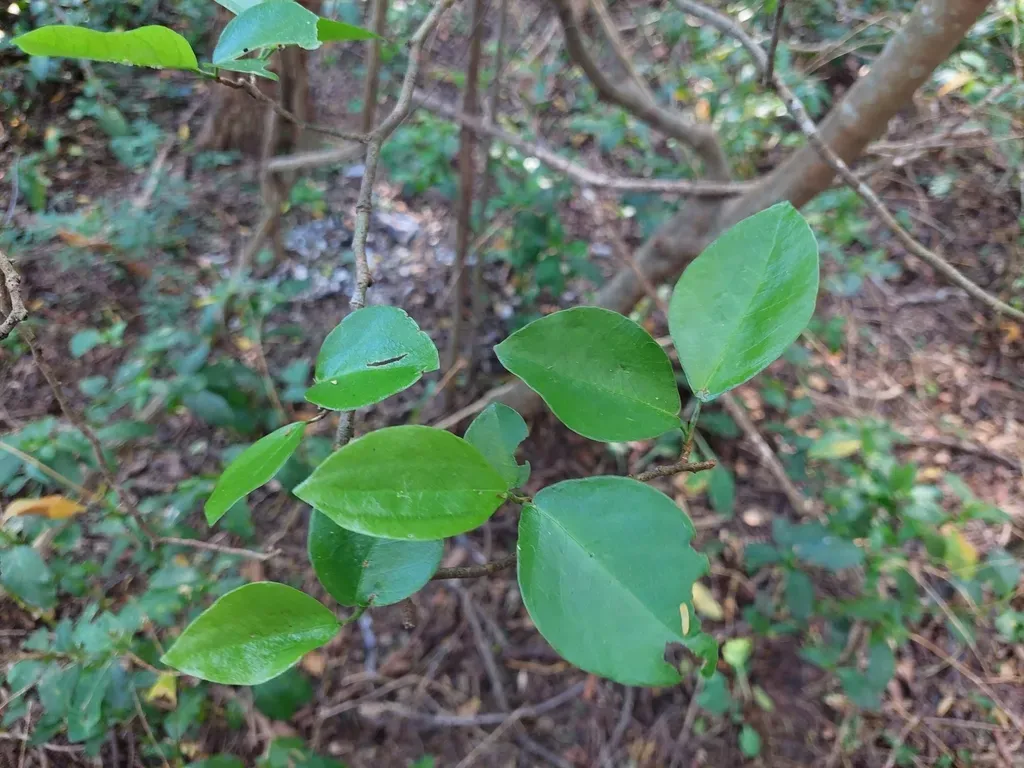 Coccoloba Argentinensis