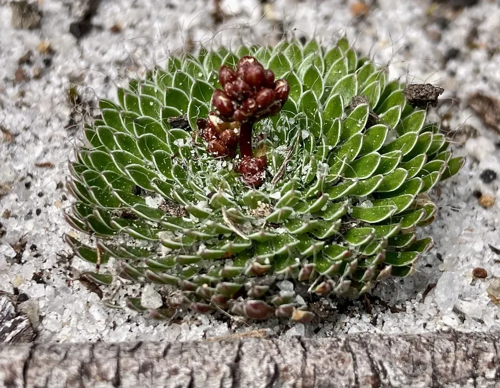 Common Butterfly Triggerplant