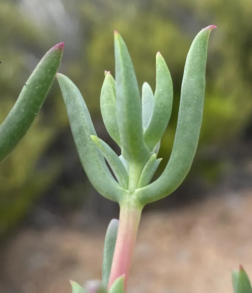 Lampranthus Stayneri