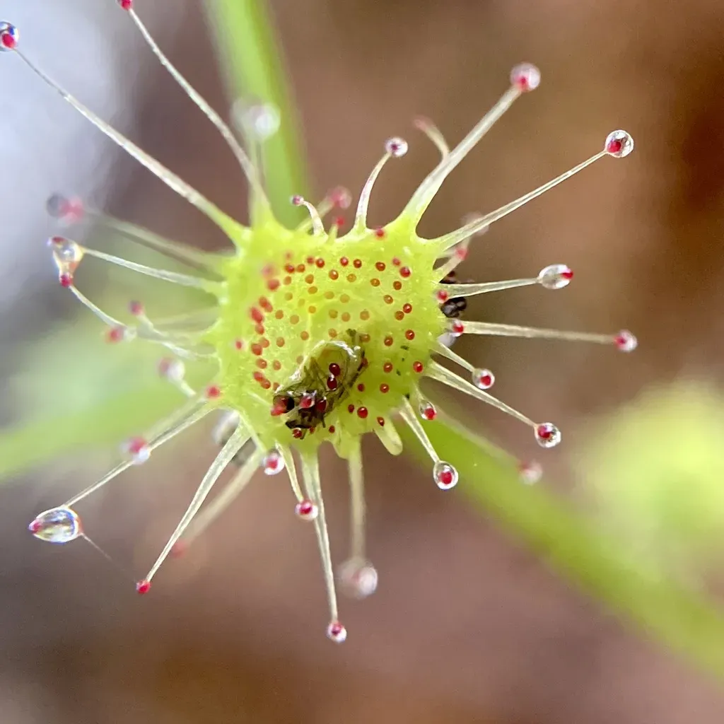 Drosera Erythrogyne