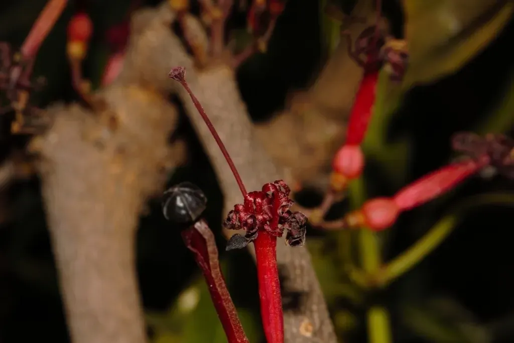 Globimetula Mweroensis