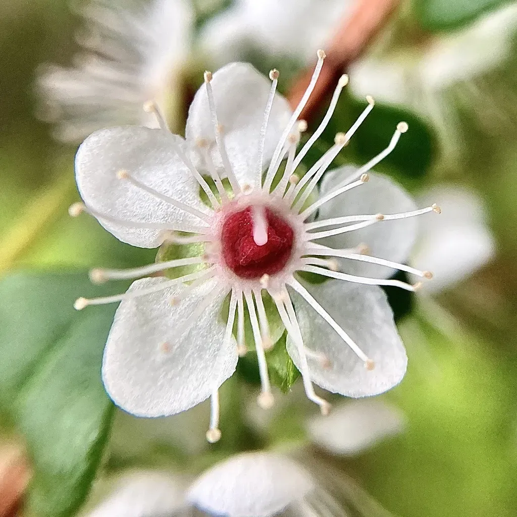 Hypocalymma Cordifolium