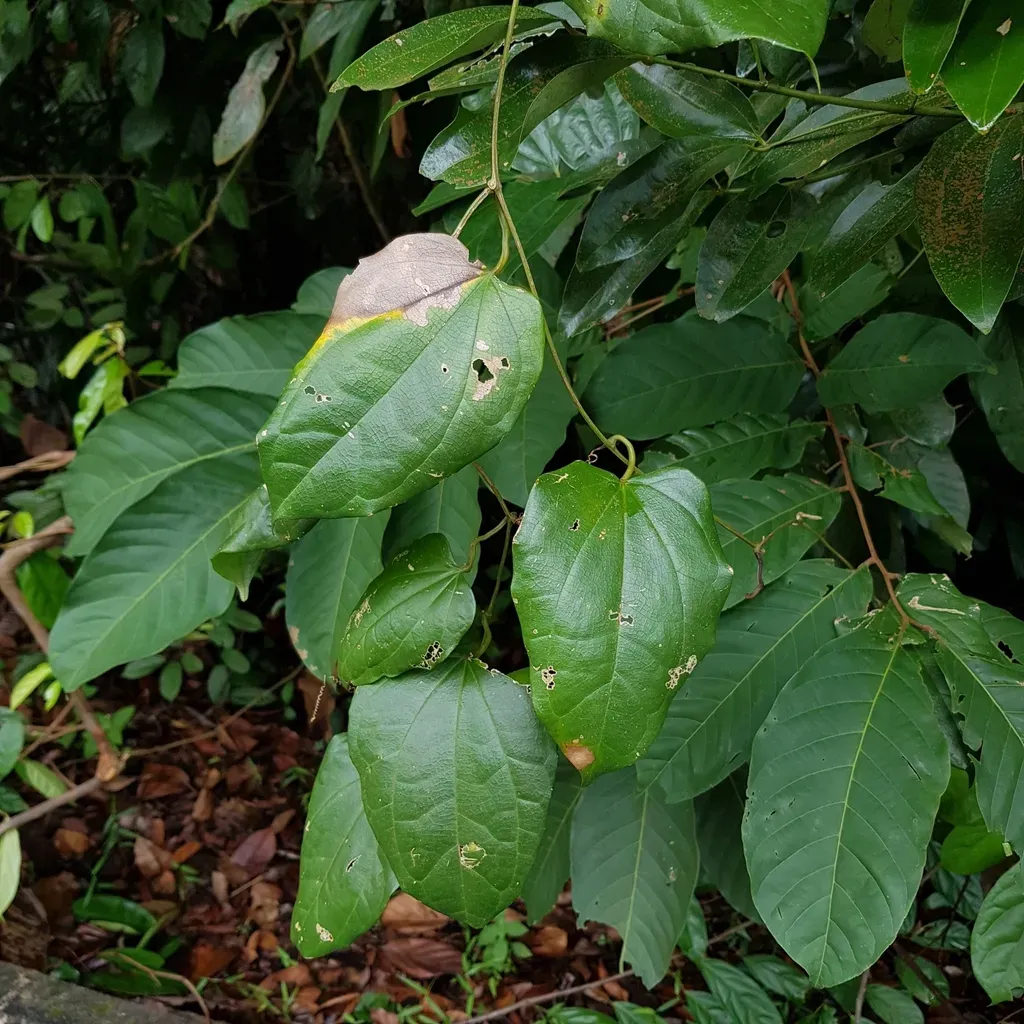 Trichosanthes Elmeri