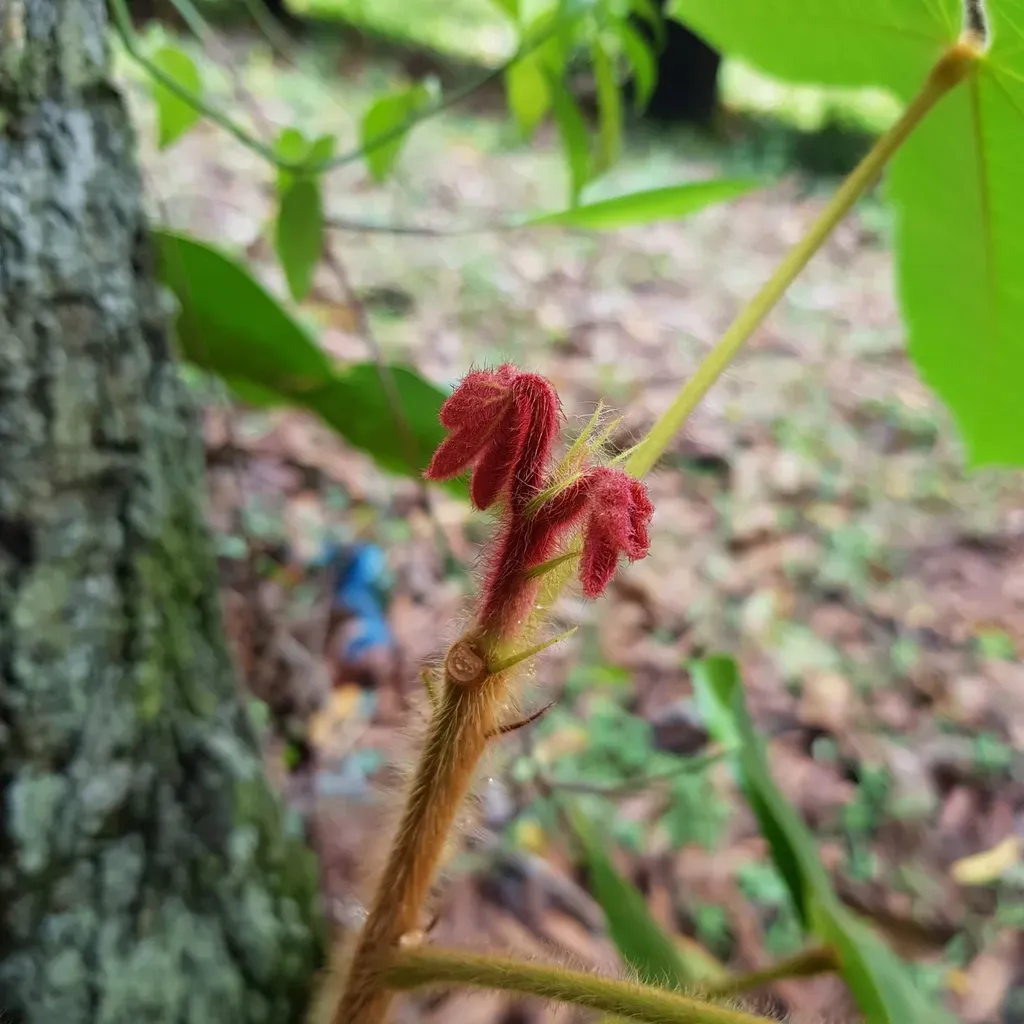 Sterculia Macrophylla