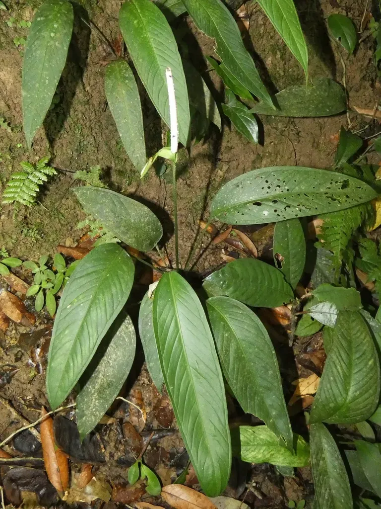 Anthurium Lancifolium