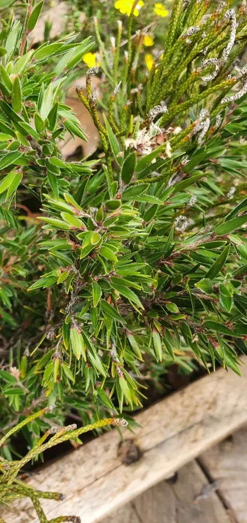 Pentachondra Involucrata