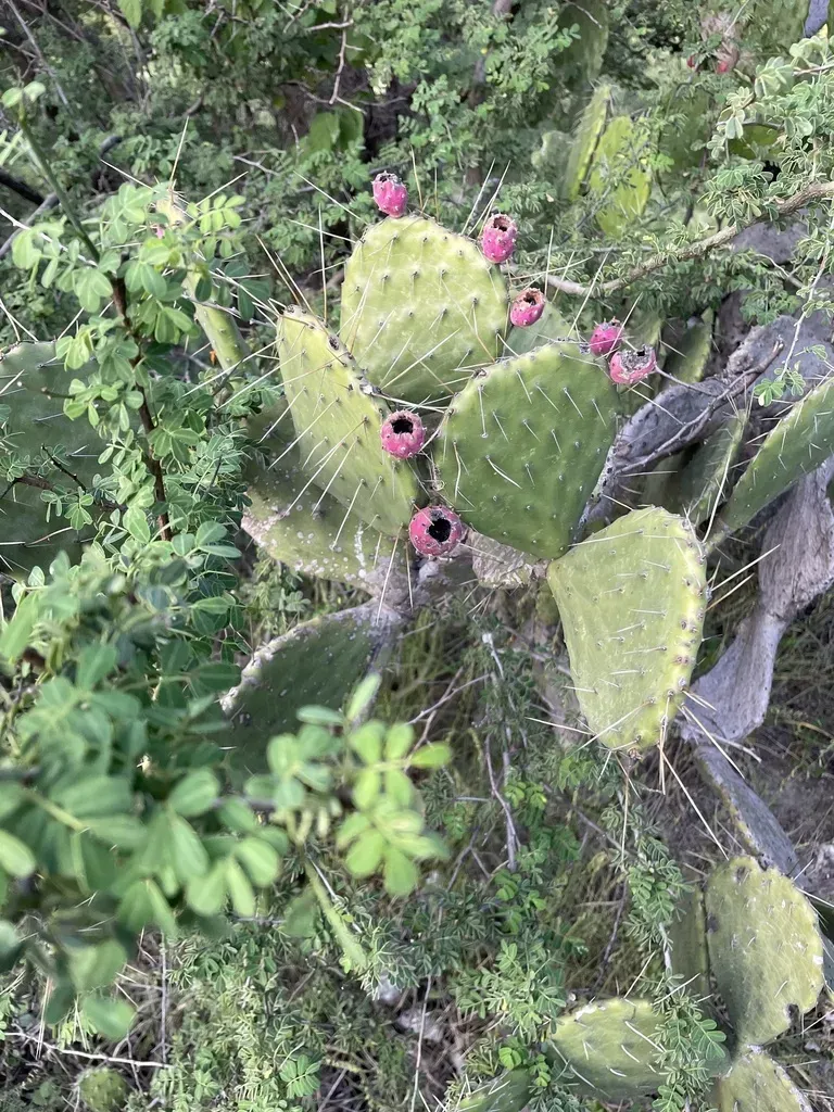 Depressa Cactus