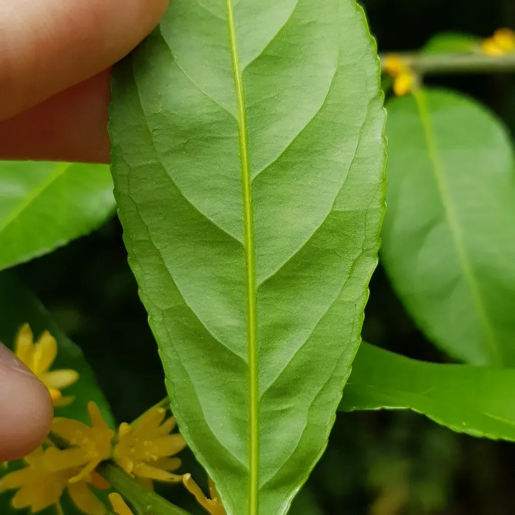 White Grapper Climber