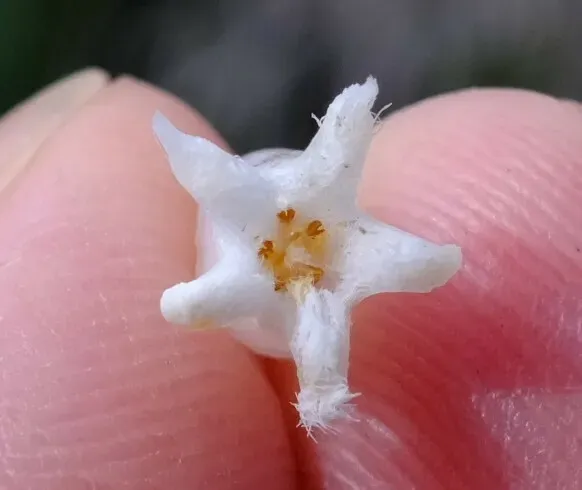 Styphelia Xerophylla