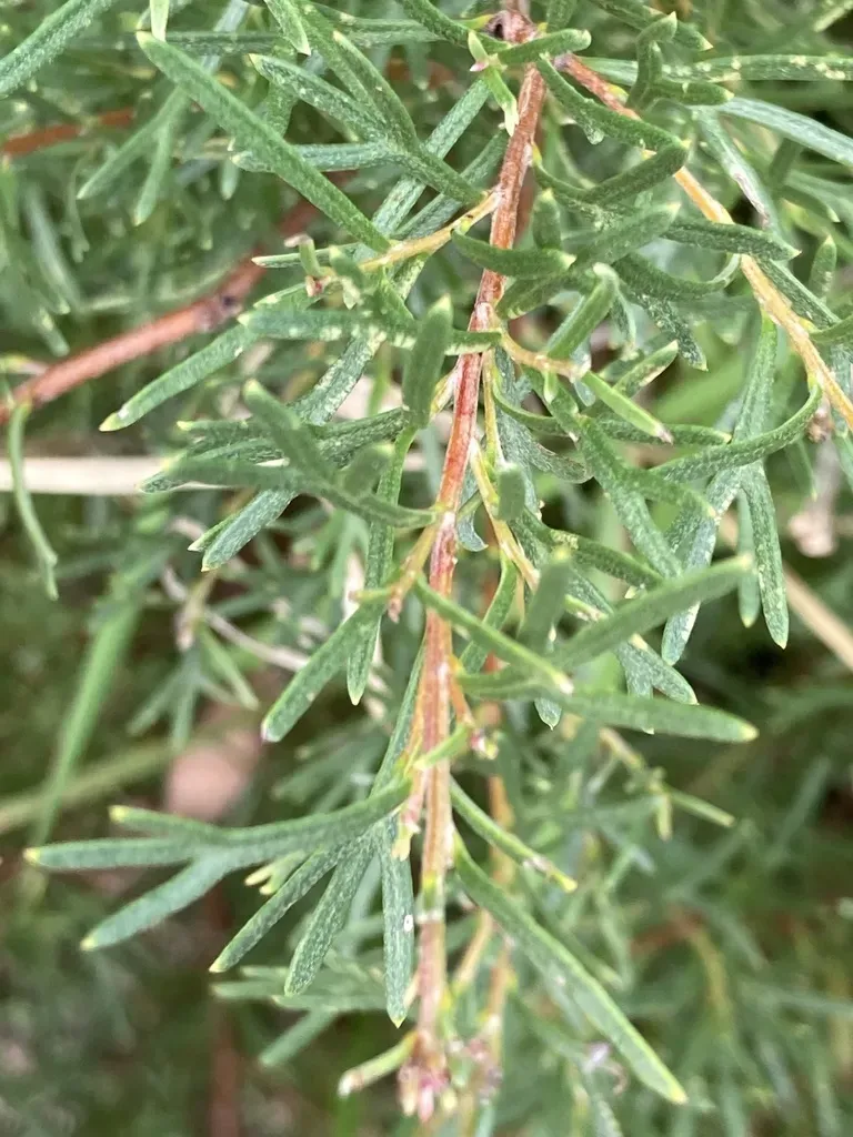 Grevillea Thelemanniana