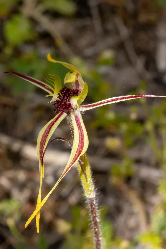 Mallee Spider-orchid
