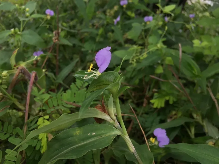 Commelina Undulata