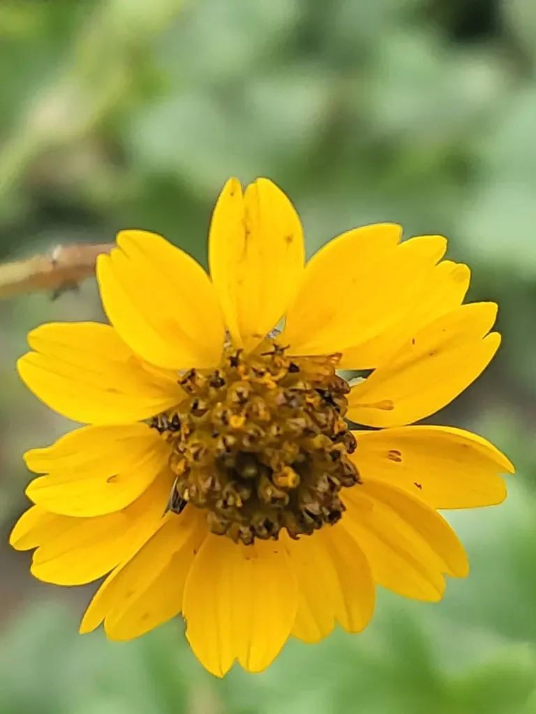 Chrysanthellum Pilzii