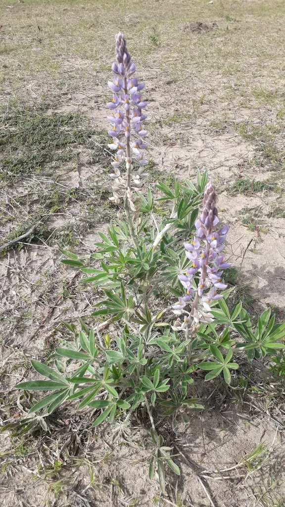 Lupinus Albescens