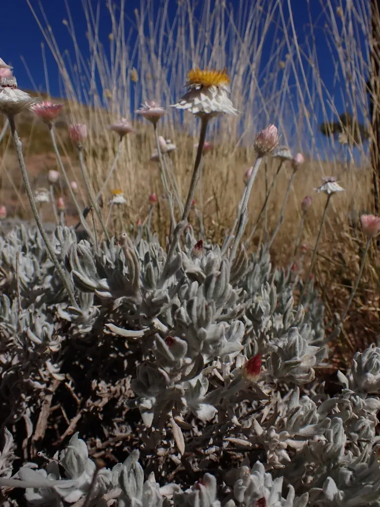 Anemocarpa Saxatilis