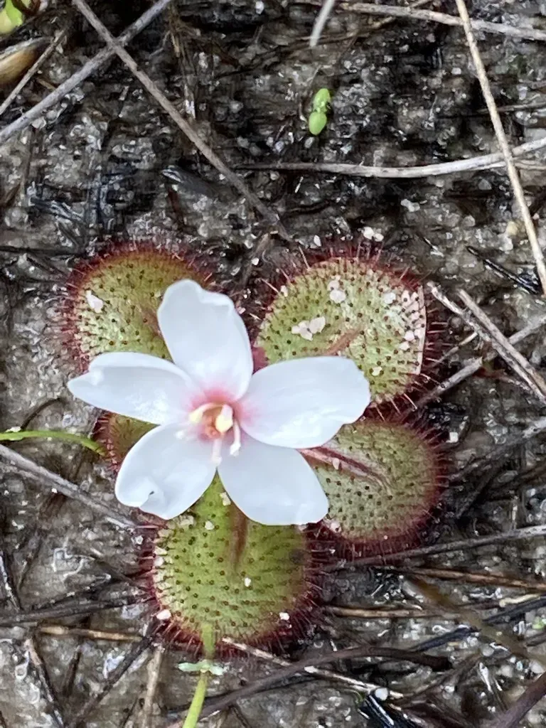 Drosera Tubaestylis
