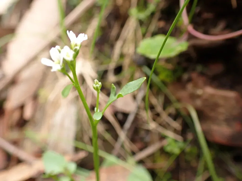 Cardamine Papillata