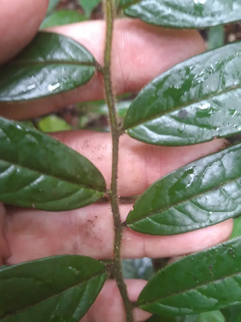 Guatteria Recurvisepala
