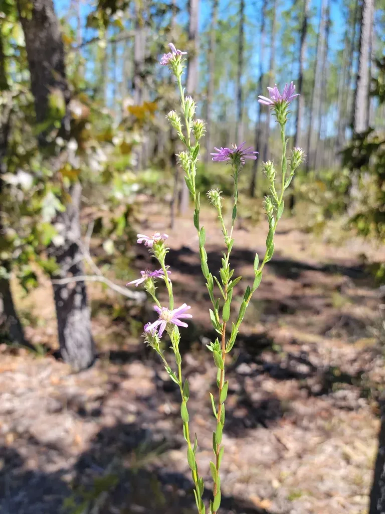 Plumose Aster