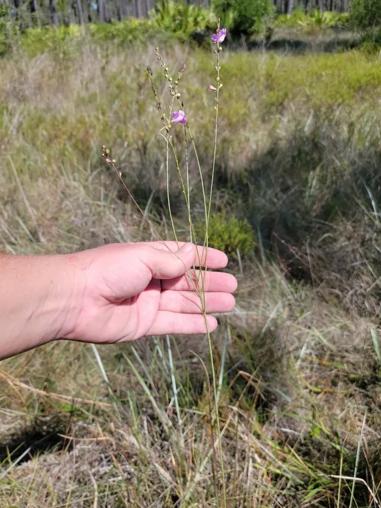 Scaleleaf False Foxglove