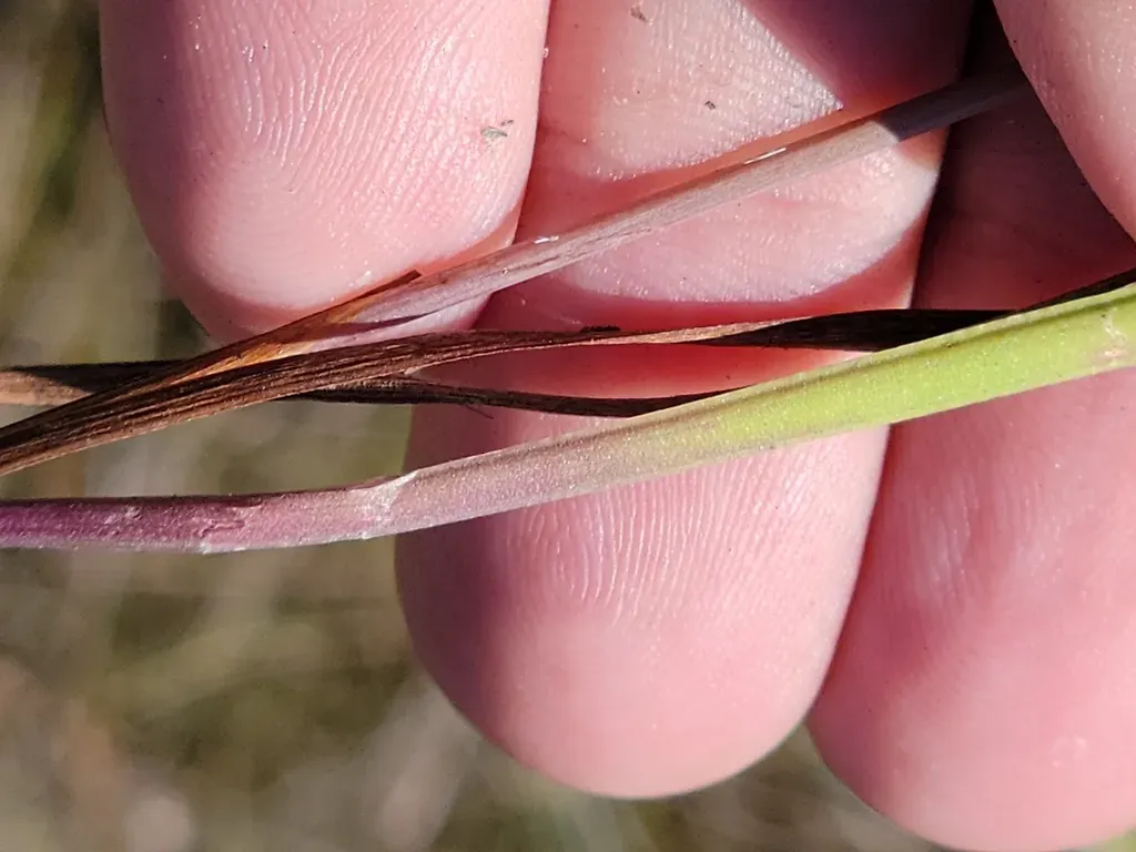 Roughleaf Yellow-eyed Grass