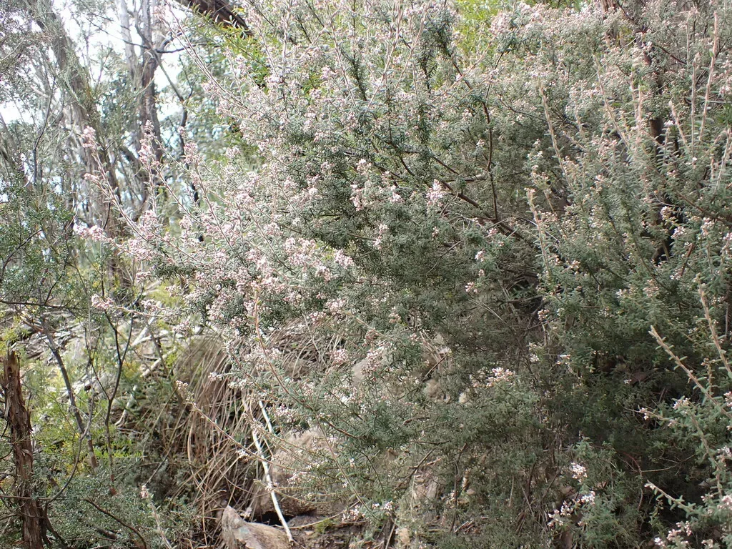 Leucopogon Thymifolius