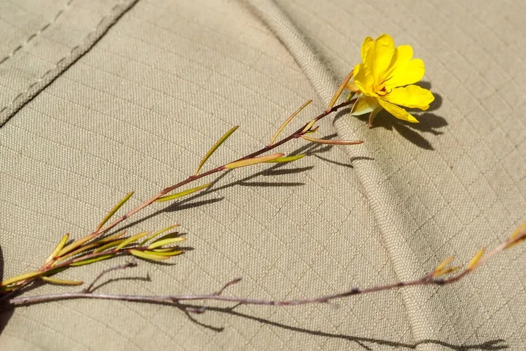 Hibbertia Surcularis