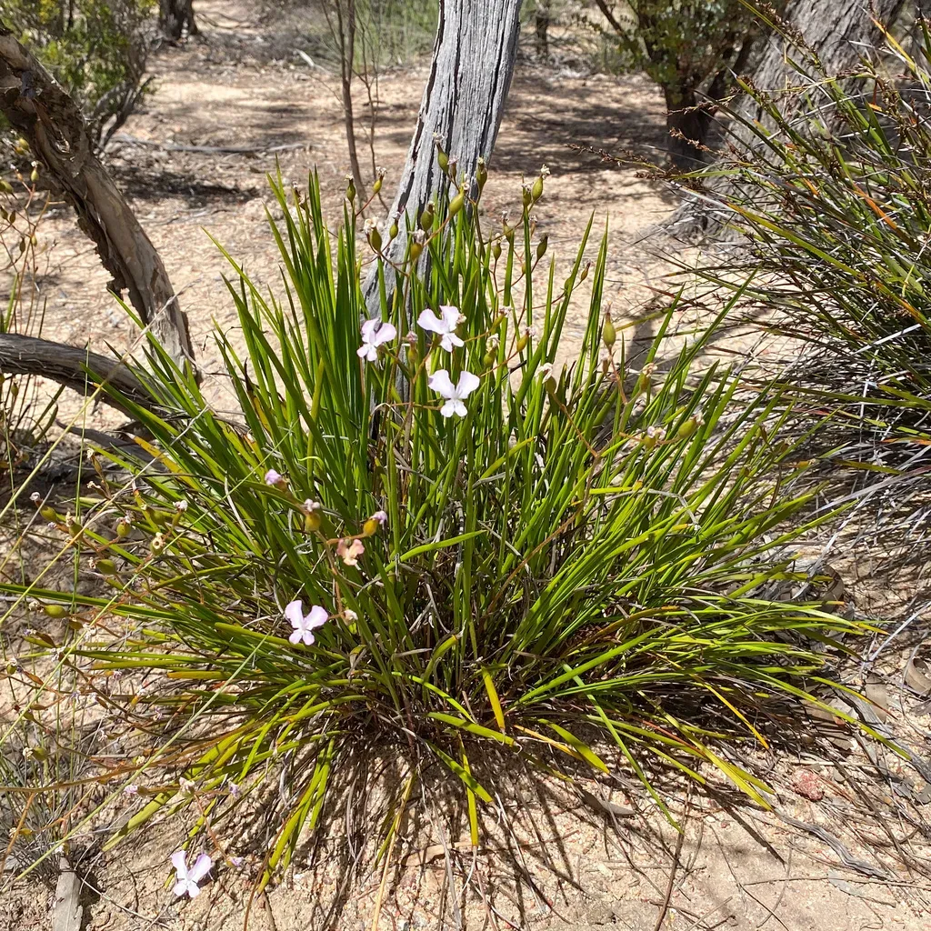 Stylidium Nungarinense