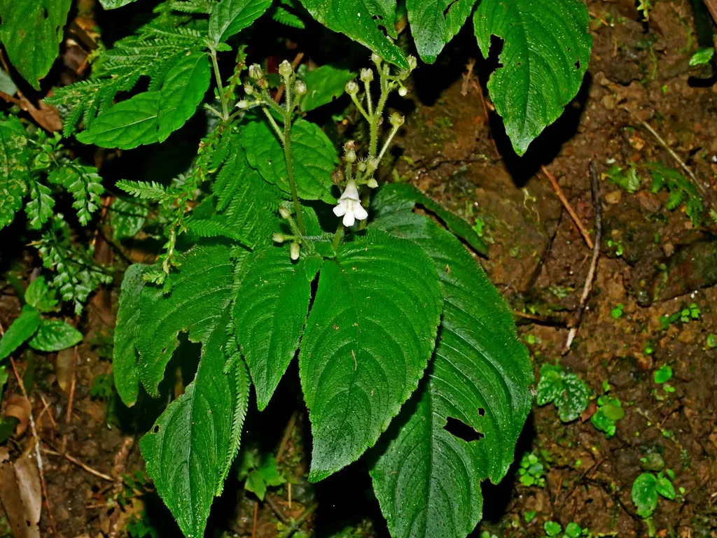Whytockia Sasakii