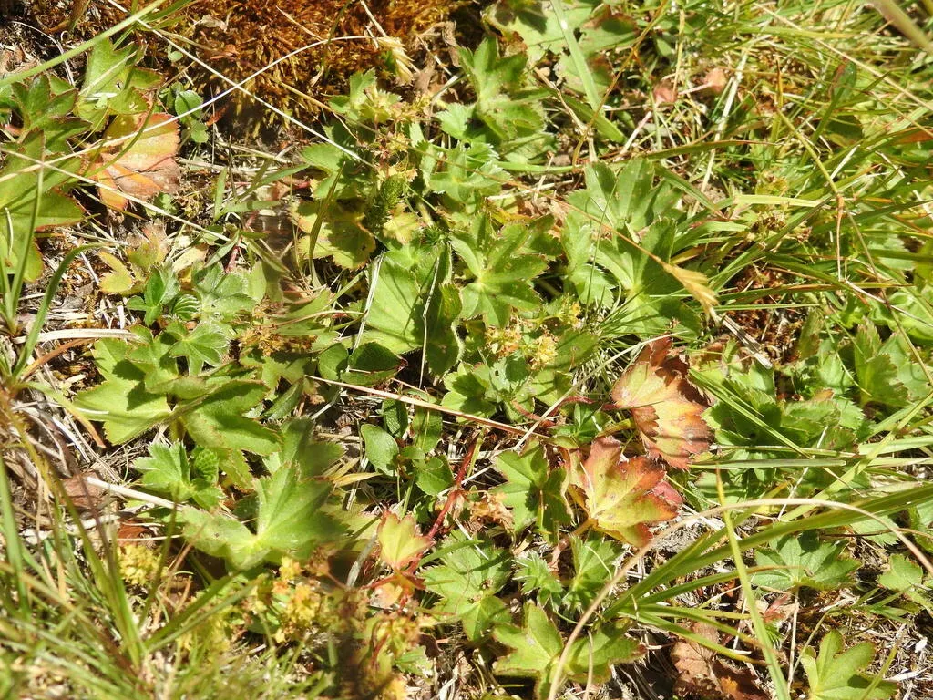 Alchemilla Flabellata