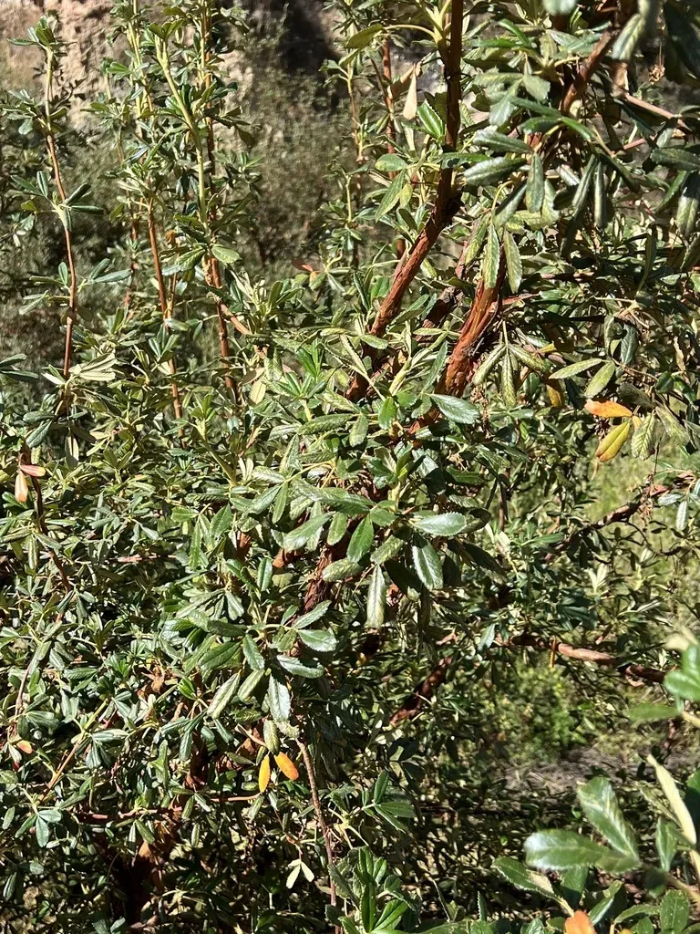Polylepis Besseri