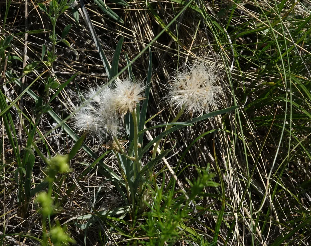 Takhtajaniantha Austriaca
